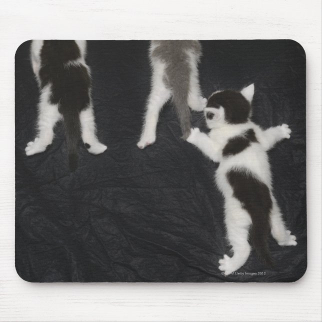 London, England, UK 2 Musmatta (Framsidan)