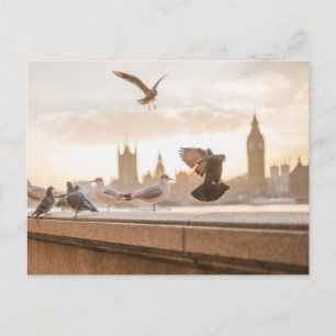 London fiskmåsar vykort