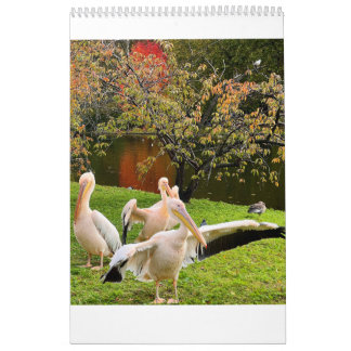 London Pelicans of St James's Park Kalender