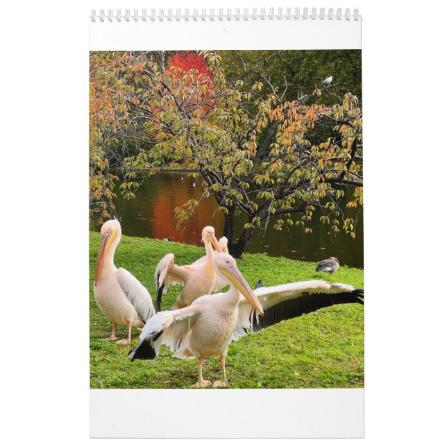 London Pelicans of St James's Park Kalender (Omslag)