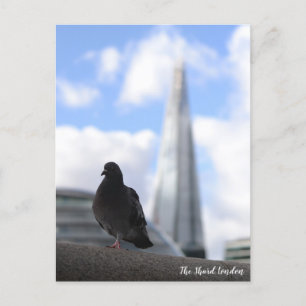 London Pigeon med View of the Shard in Backgroud Vykort