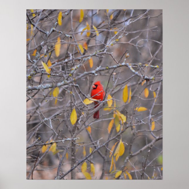 Londons Red Cardinal in Fall Autumn Träd Art Poster (Framsidan)