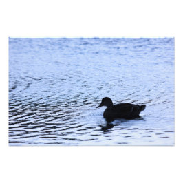 Lone Anka Wildlife Sjö Vatten Ripples Fotography Fototryck