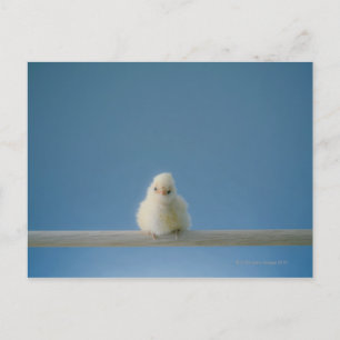 Lone Baby Pet Chicken Sitta på Perch Vykort