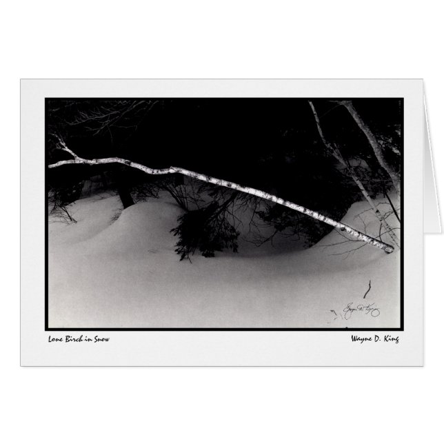Lone Birch i Snö Hälsningskort (Framsidan Horizontal)