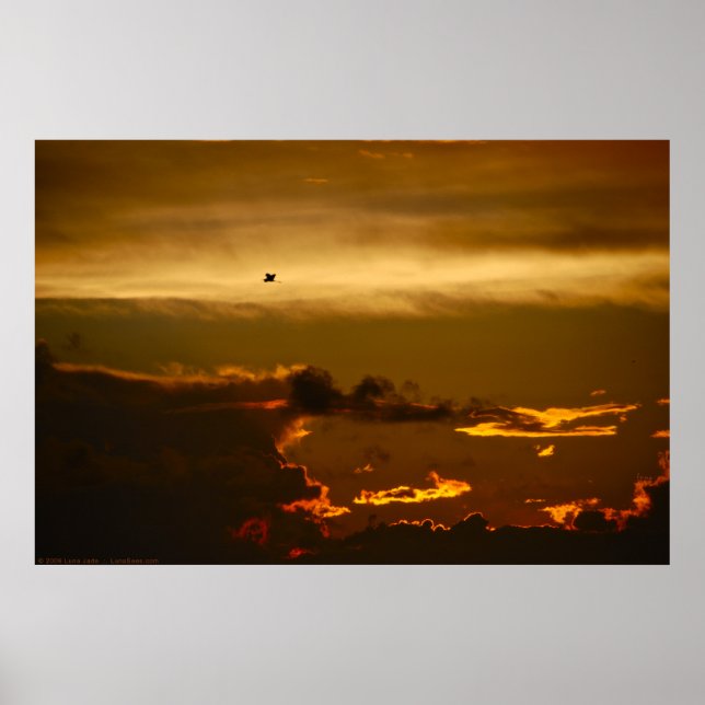 Lone Bird i Firey Himlar (Poster) Poster (Framsidan)