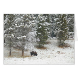 Lone Buffalo in Yellowstone Hälsningskort