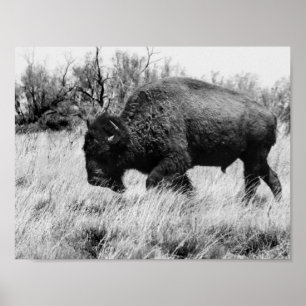 Lone buffel poster