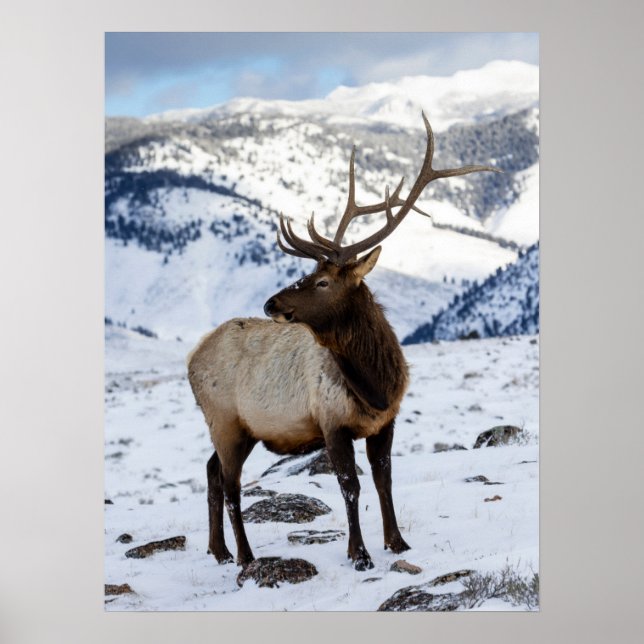 Lone Bull Elk i Snö | Yellowstone nationalpark Poster (Framsidan)