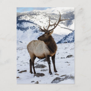 Lone Bull Elk i Snö   Yellowstone nationalpark Vykort