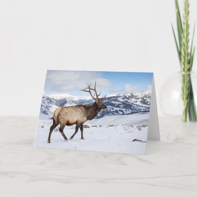 Lone Bull Elk | Yellowstone nationalpark Kort (Framsida)