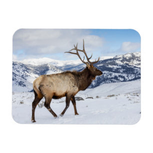 Lone Bull Elk Yellowstone nationalpark Magnet