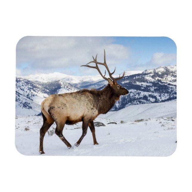 Lone Bull Elk | Yellowstone nationalpark Magnet (Horisontell)