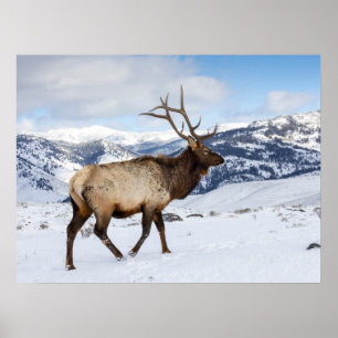 Lone Bull Elk Yellowstone nationalpark Poster