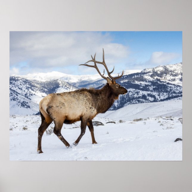 Lone Bull Elk | Yellowstone nationalpark Poster (Framsidan)