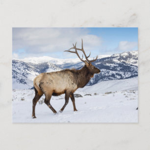 Lone Bull Elk   Yellowstone nationalpark Vykort