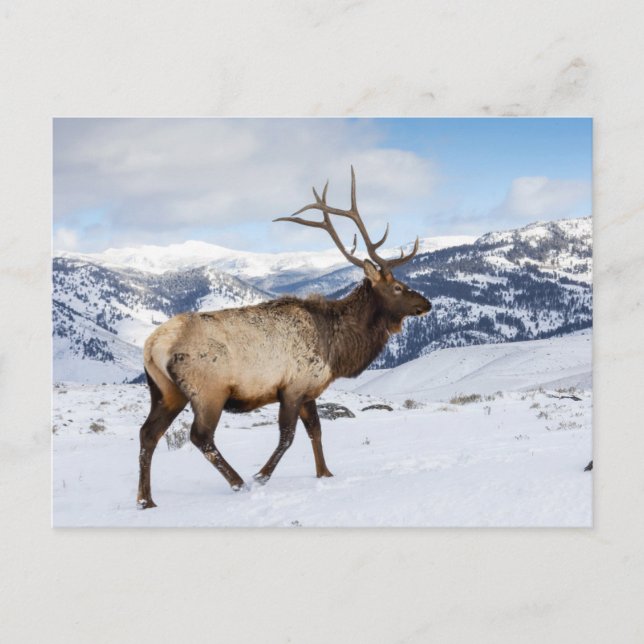Lone Bull Elk | Yellowstone nationalpark Vykort (Framsida)