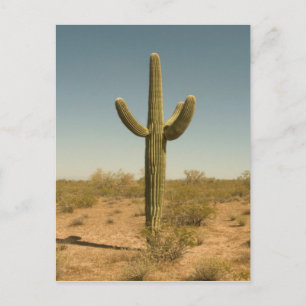 Lone Cactus Vykort