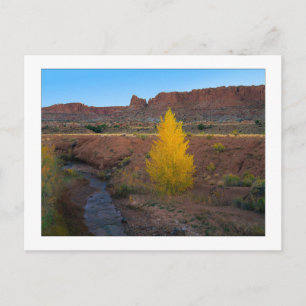 ’Lone Cottonwood’ Vykort