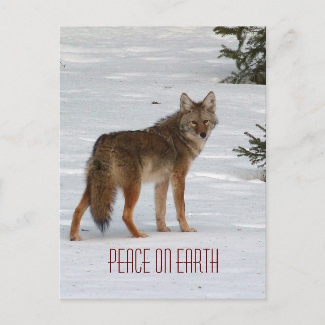 Lone Coyote i Snö vykort (Framsida)