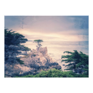 Lone Cypress Fototryck
