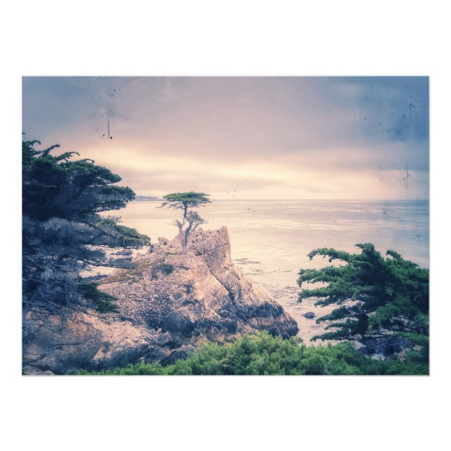 Lone Cypress Fototryck (Framsidan)