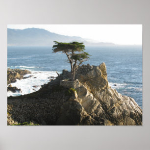 Lone Cypress i 17 Mile drev Poster