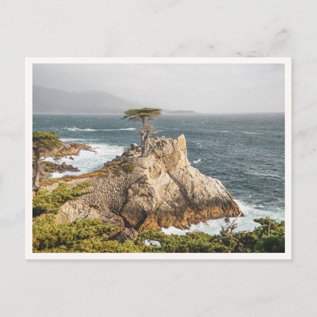 Lone Cypress Pebble Beach Monterey Photo Vykort (Framsida)