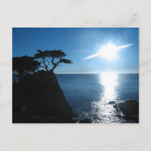 Lone Cypress Vykort