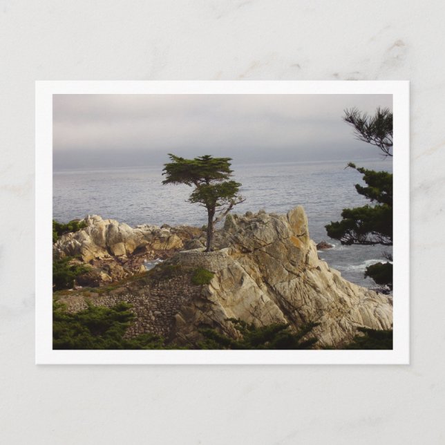Lone Cyprus Postcard Vykort (Framsida)
