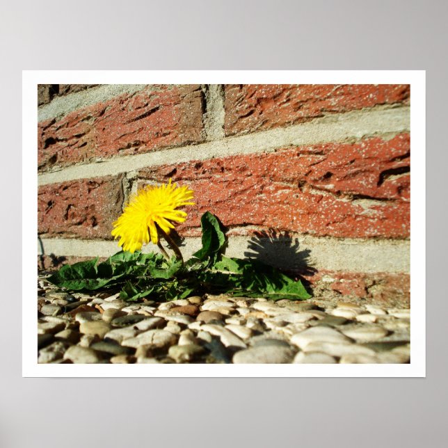 Lone Dandelion Poster (Framsidan)