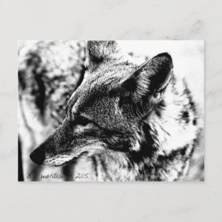 Lone Desert Coyote, D.B. Martin 2005 Vykort