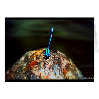 Lone Dragonfly Hälsningskort