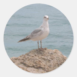 Lone Fiskmås (2134) Round Sticker Runt Klistermärke