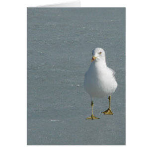 Lone Fiskmås på Mississippi River Ice Hälsningskort