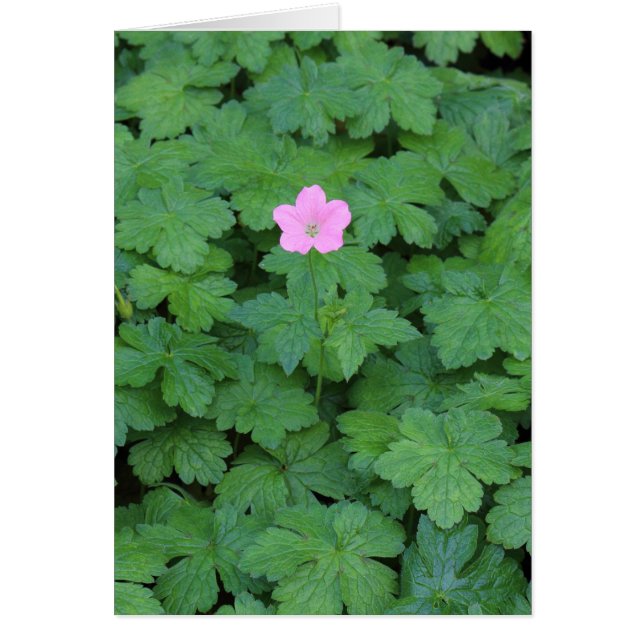 Lone Geranium Hälsningskort (Framsidan)