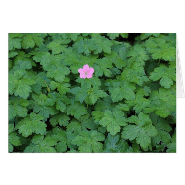 Lone Geranium Hälsningskort (Framsidan Horizontal)