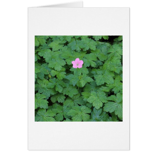 Lone Geranium Hälsningskort (Framsidan)