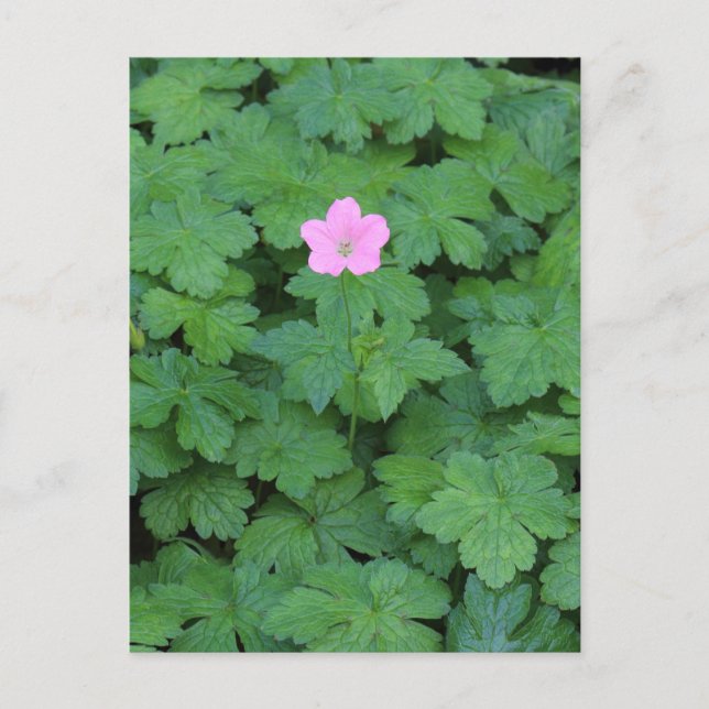 Lone Geranium Vykort (Framsida)