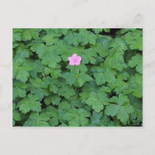 Lone Geranium Vykort