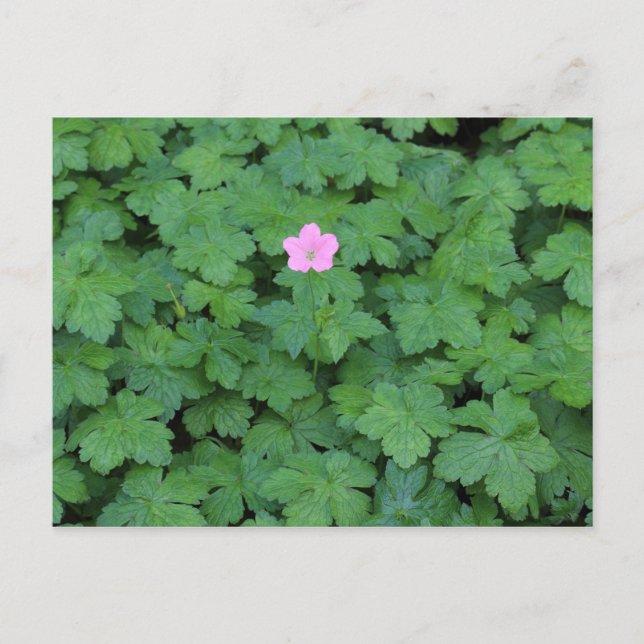 Lone Geranium Vykort (Framsida)