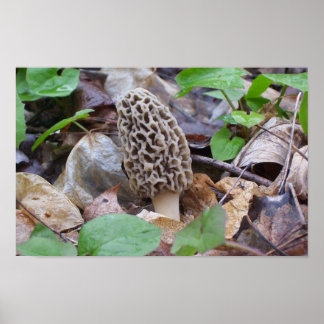 Lone Grått Morel Mushroom Poster