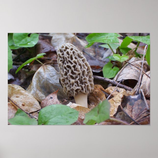 Lone Grått Morel Mushroom Poster (Framsidan)