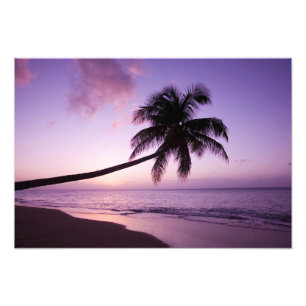 Lone handflatan träd vid solnedgången, Coconut G Fototryck