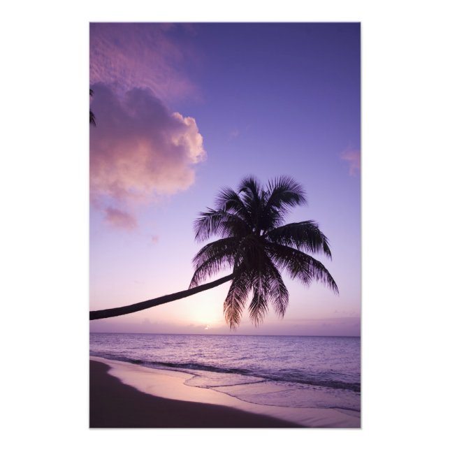 Lone handflatan träd vid solnedgången, Coconut Gro Fototryck (Framsidan)