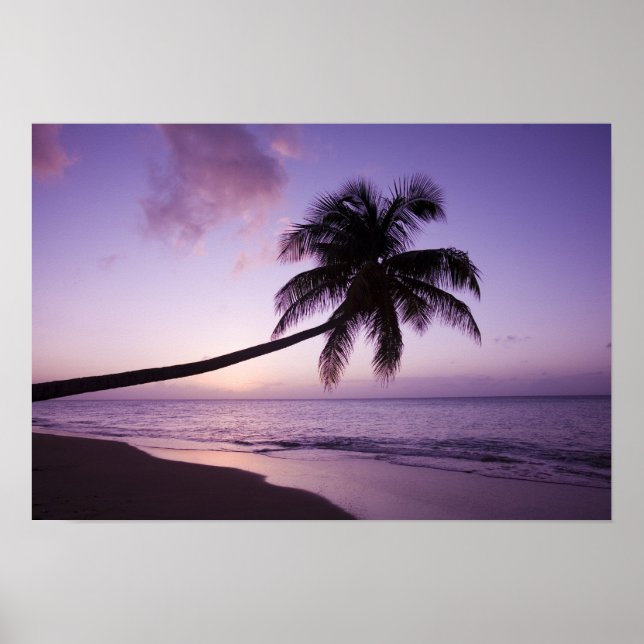 Lone handflatan träd vid solnedgången, Coconut Gro Poster (Framsidan)
