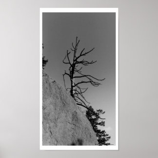 Lone Himlar Träd, digitalt foto av Mark Easton Poster
