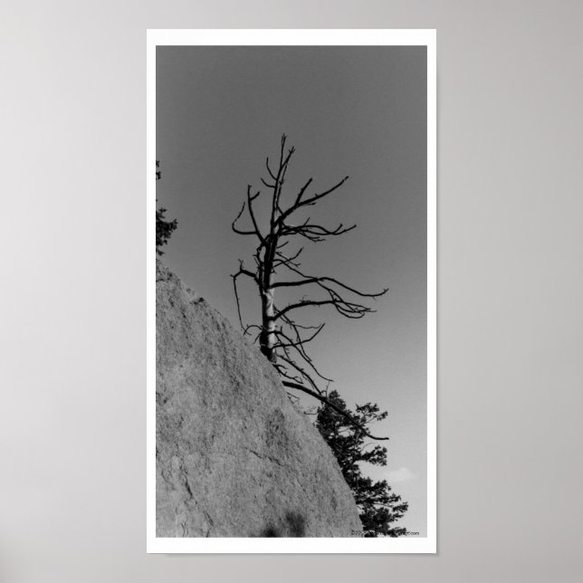 Lone Himlar Träd, digitalt foto av Mark Easton Poster (Framsidan)