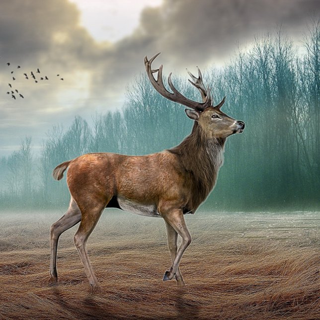 Lone Hjort in Misty Forest (Skapare uppladdad)
