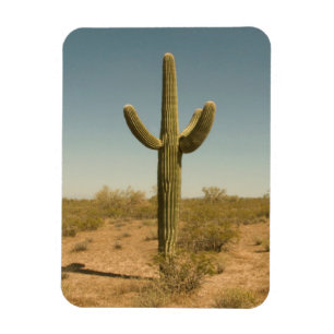Lone kaktus magnet
